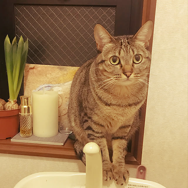 asaさんの実例写真