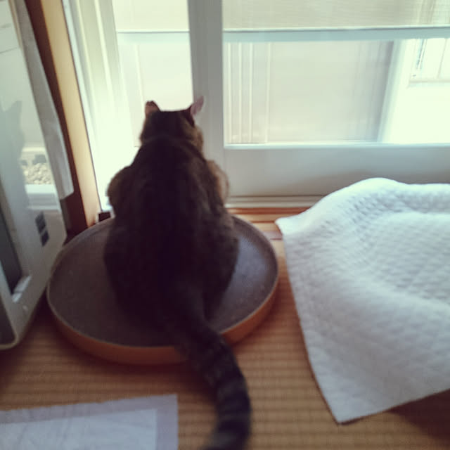 lilyさんの実例写真