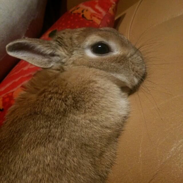 acaさんの実例写真