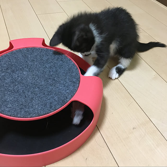 nekoさんの実例写真