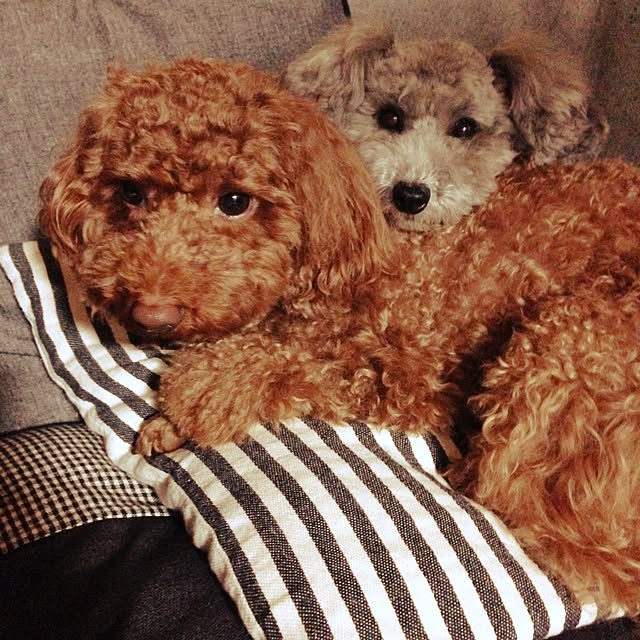 s.s.l_mikiさんの実例写真