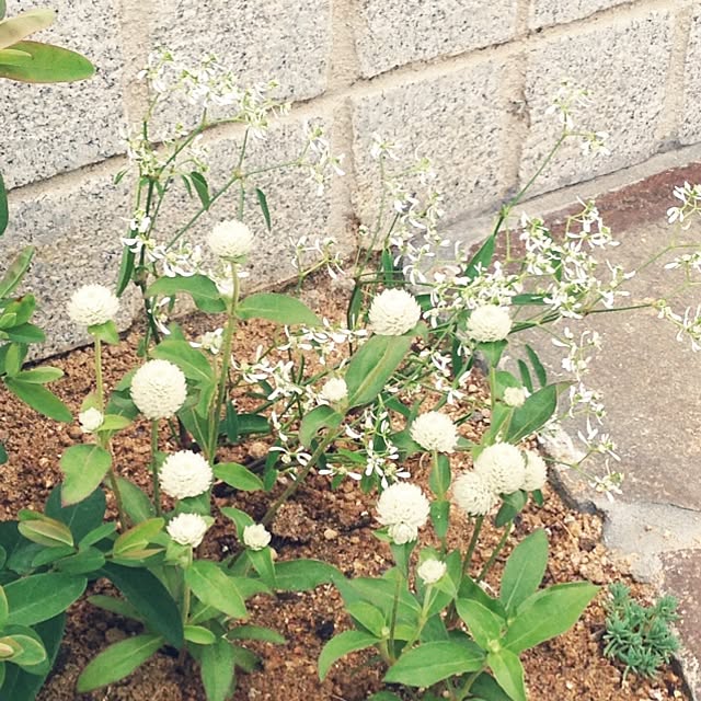 Yukoさんの実例写真