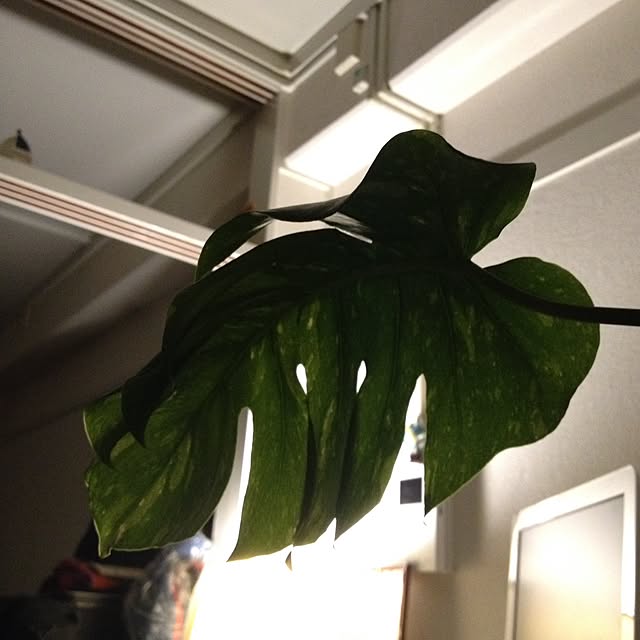 Shellwreathさんの実例写真