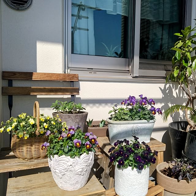 Petit_Pommierさんの部屋