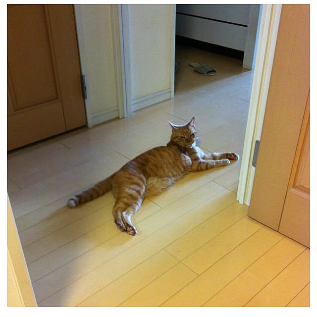 cyokotaroさんの実例写真