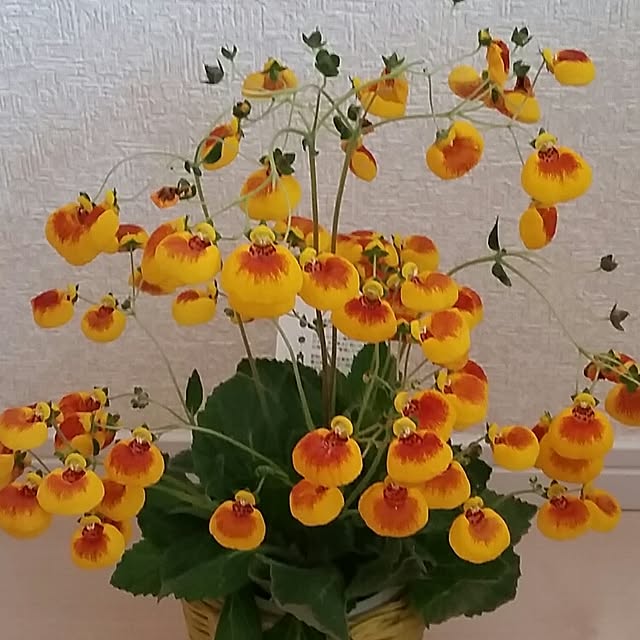 nia1213さんの実例写真
