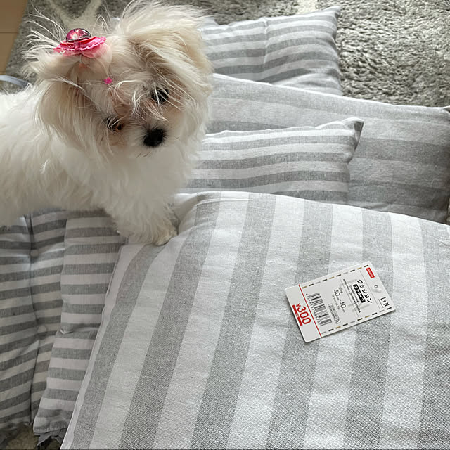 loliontoaliceveさんの実例写真