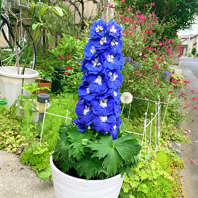 eshinobumさんの実例写真