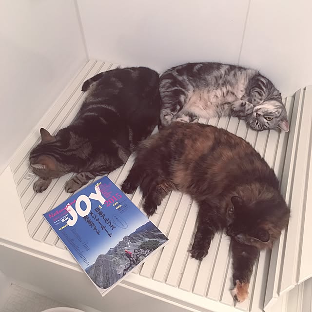 mikomaruさんの実例写真