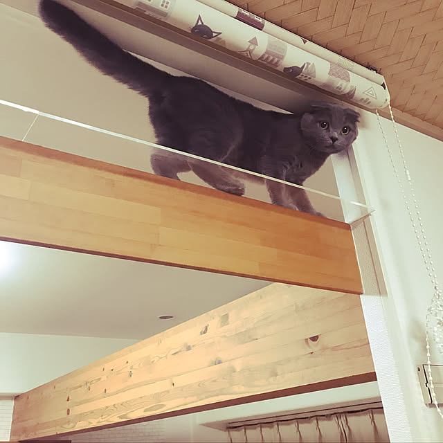 猫/壁/天井のインテリア実例 - 2019-08-06 21:45:11