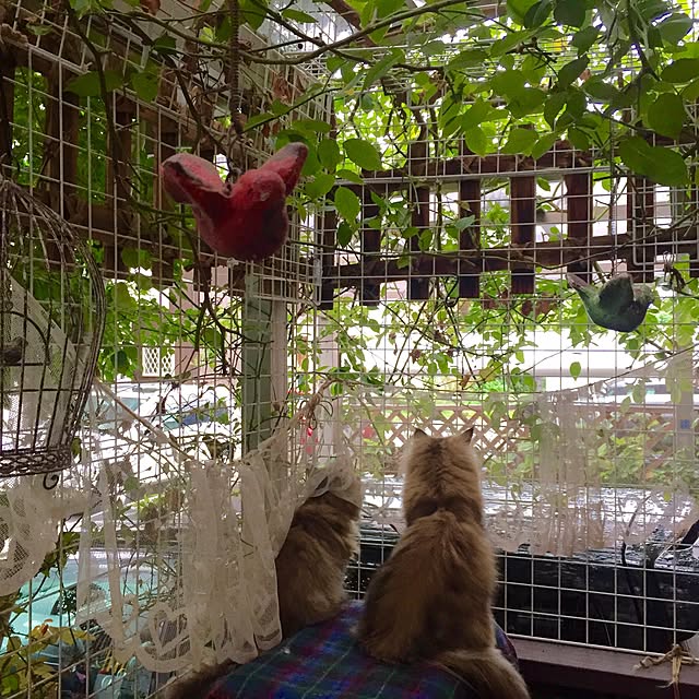 butachanさんの実例写真