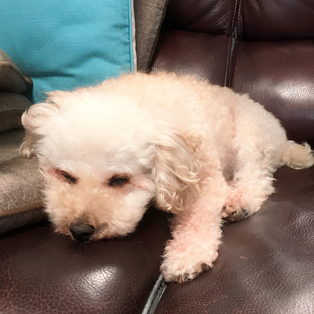 coco.さんの実例写真