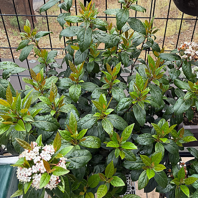 romiromiさんの部屋