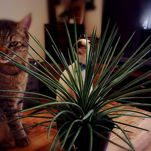 NAOさんの実例写真