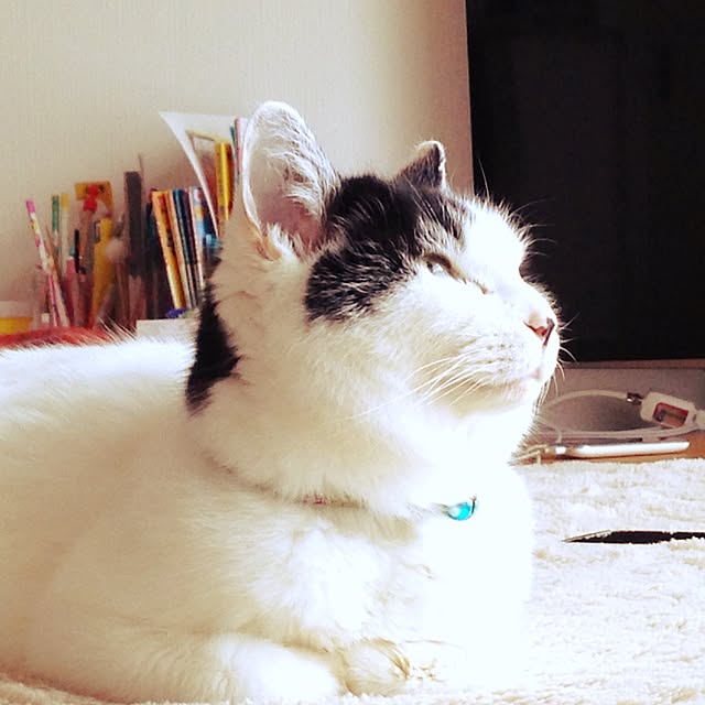 tamakichi_iさんの実例写真