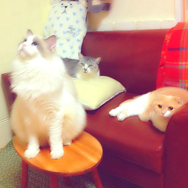 runtenさんの実例写真