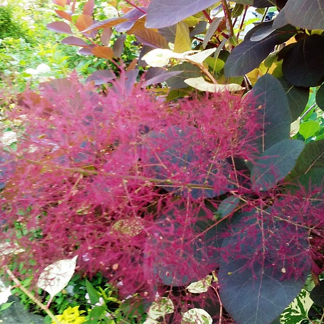 shusen.miyaさんの実例写真