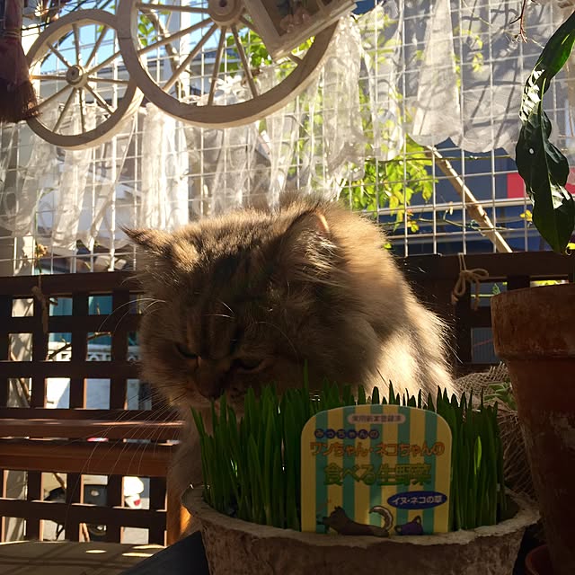butachanさんの実例写真