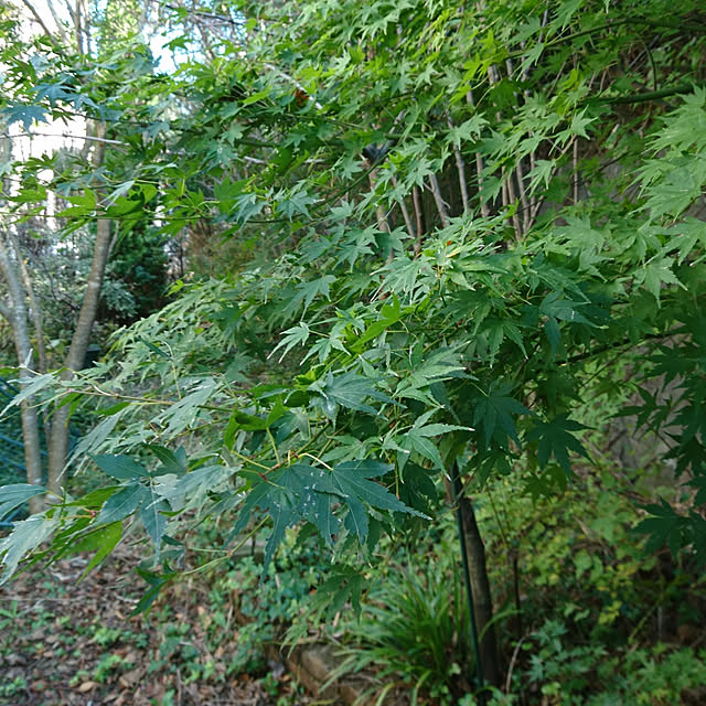 kohmarlさんの実例写真