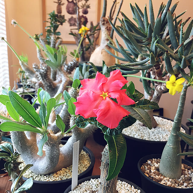 観葉植物/朝の1枚/イベント参加/花のある暮らし/観葉植物のある暮らし...などのインテリア実例 - 2019-03-23 11:00:30