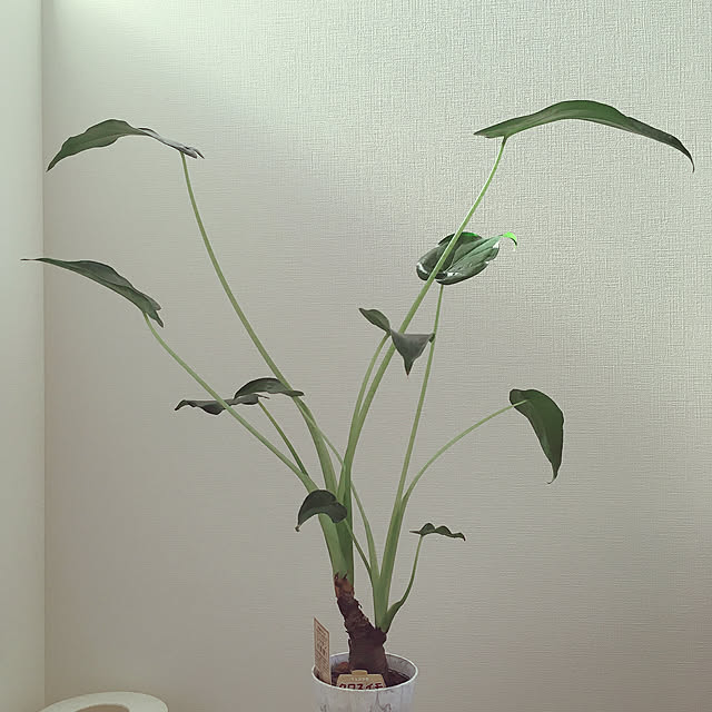 suna_kitsuneさんの実例写真