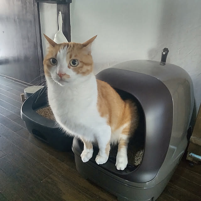 実例写真