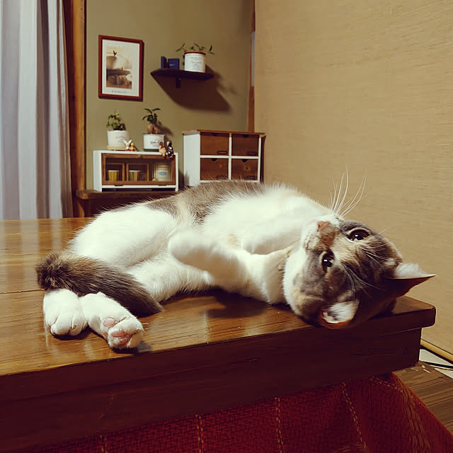 fukuさんの実例写真