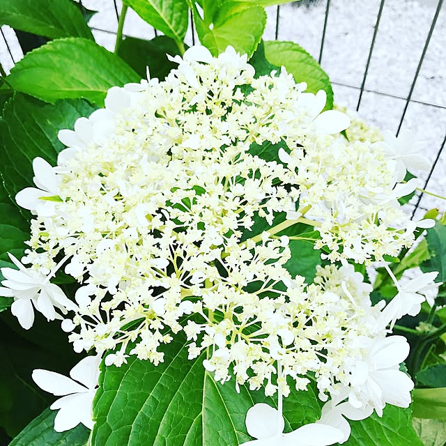 yueさんの実例写真
