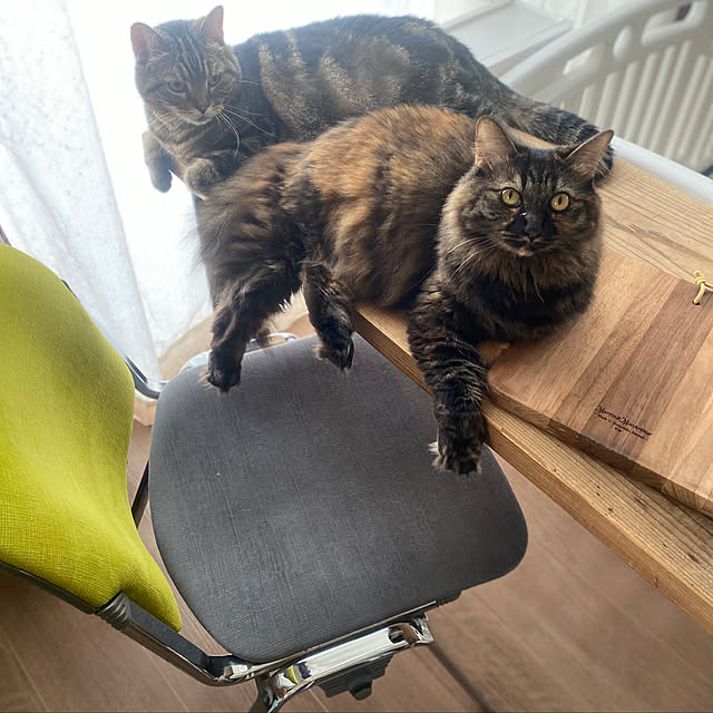 mikomaruさんの実例写真