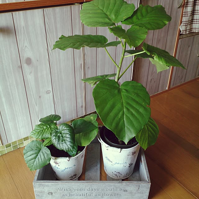 miporin0711さんの実例写真