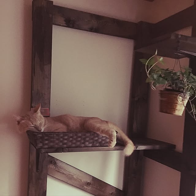 mikan161さんの実例写真