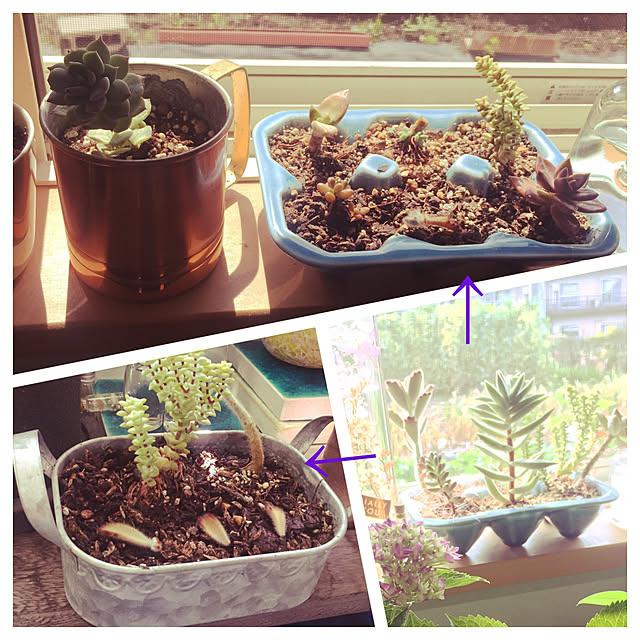 窓辺の癒し/ズボラに優しい植物/芽が出てきた/多肉好き♡/多肉植物...などのインテリア実例 - 2020-05-28 11:39:01