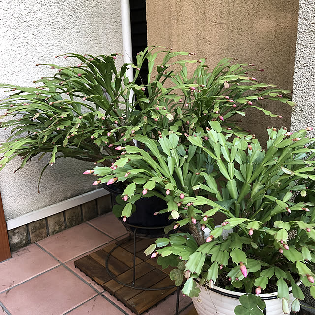 fumikoiさんの実例写真