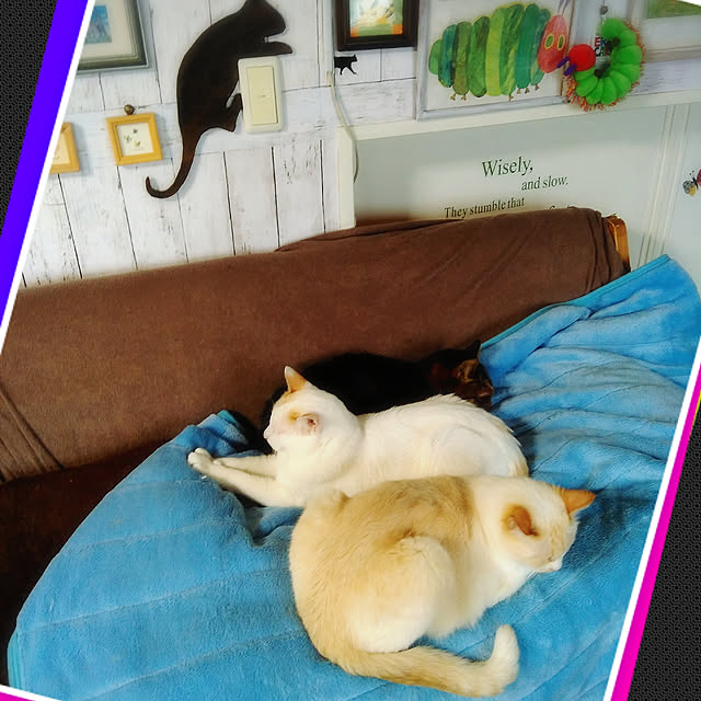 posauruさんの実例写真