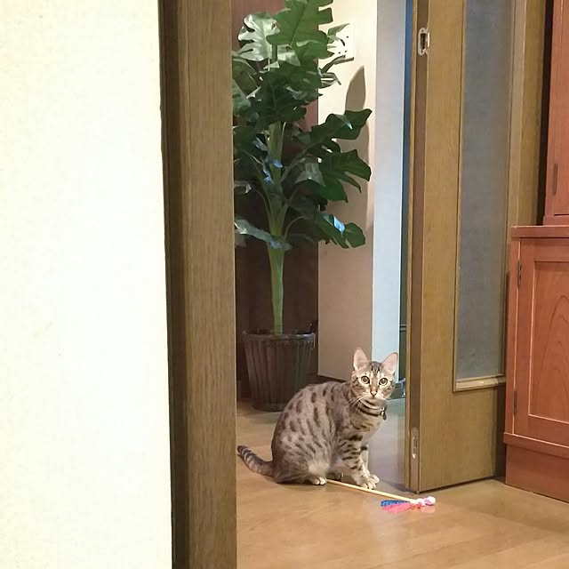 fuku-fuku-fuさんの実例写真