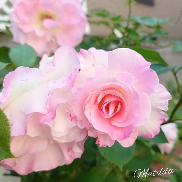 fleur-mamanさんの実例写真