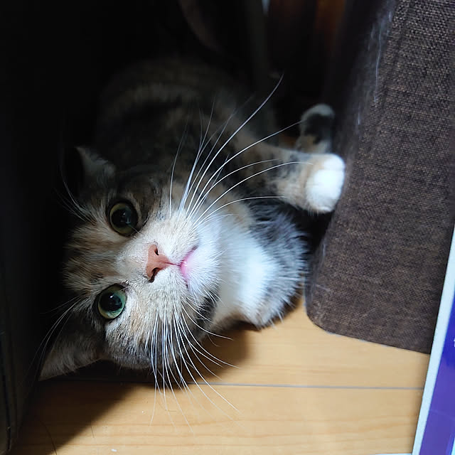 shinobuさんの実例写真