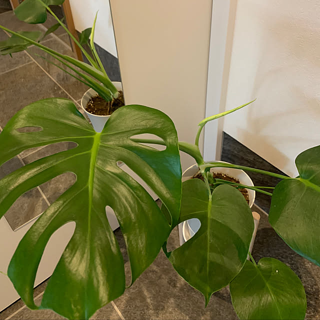 h_home.hさんの実例写真