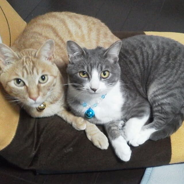 tamakoさんの実例写真