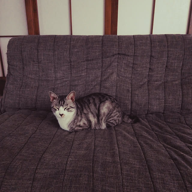 Mikaさんの実例写真