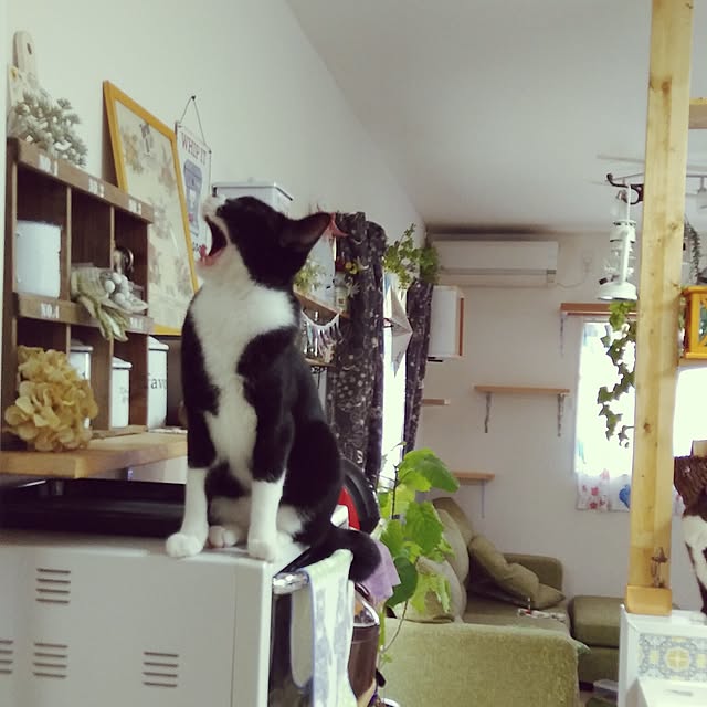 Gomaさんの実例写真