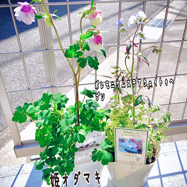 hinamamaさんの実例写真