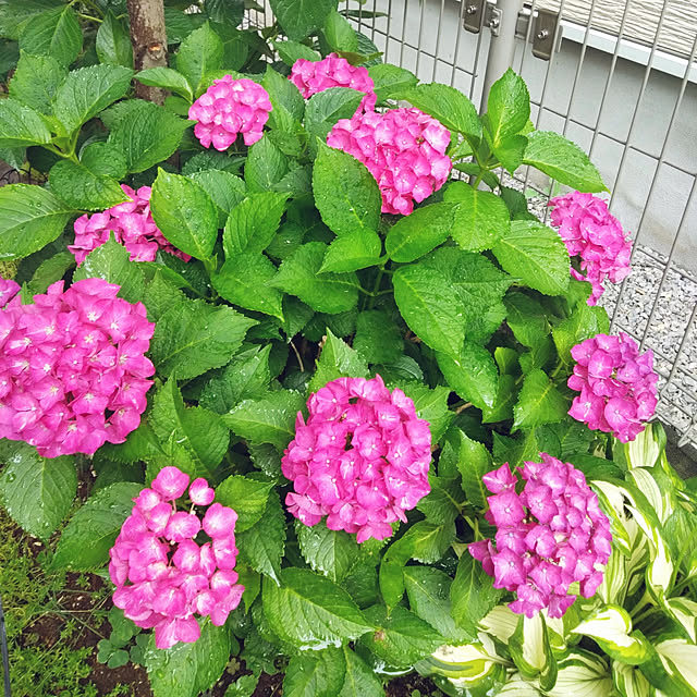ayaさんの実例写真