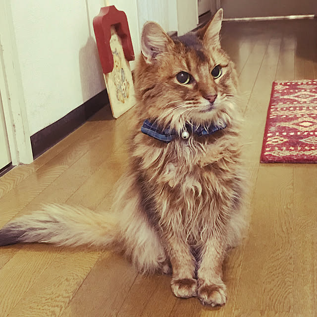 yukarinさんの実例写真