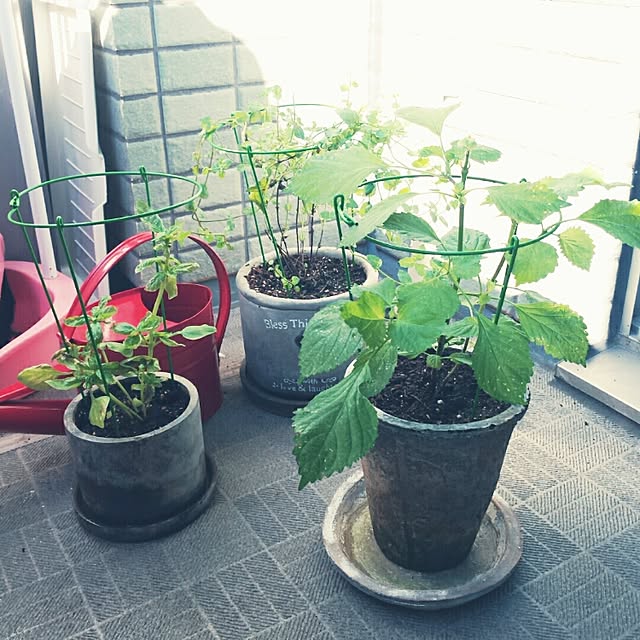 pommesayuriさんの実例写真