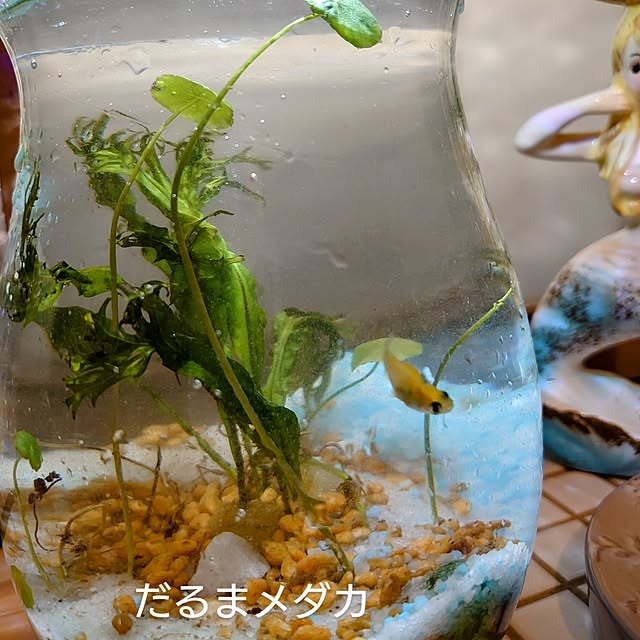 akaidarumaさんの部屋