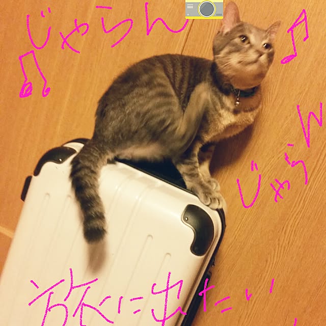 oyumiさんの実例写真