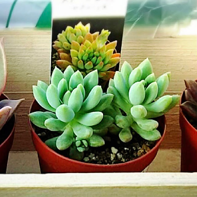 多肉植物/リビングのインテリア実例 - 2019-03-08 11:46:33