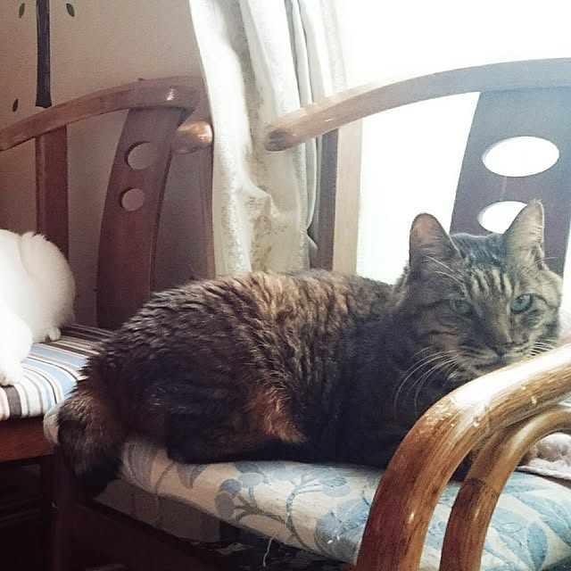 posauruさんの実例写真