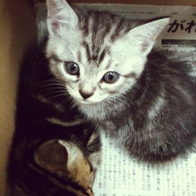 mikomaruさんの実例写真
